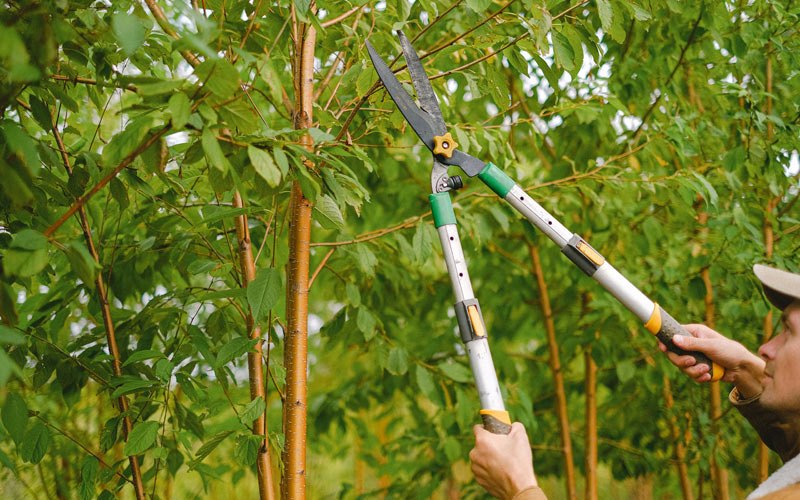 Tree trimming in Cucumber, WV