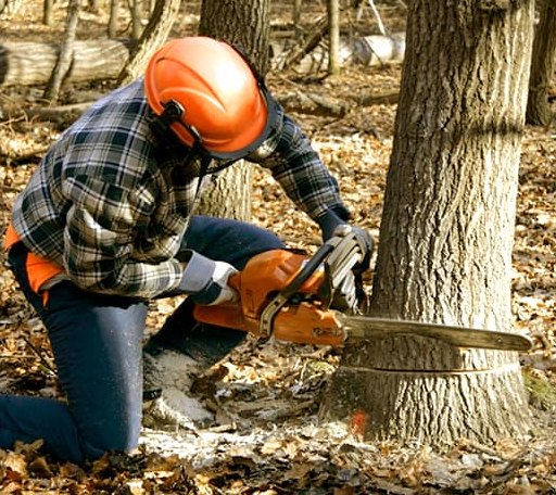 Tree Removal in Cucumber, WV